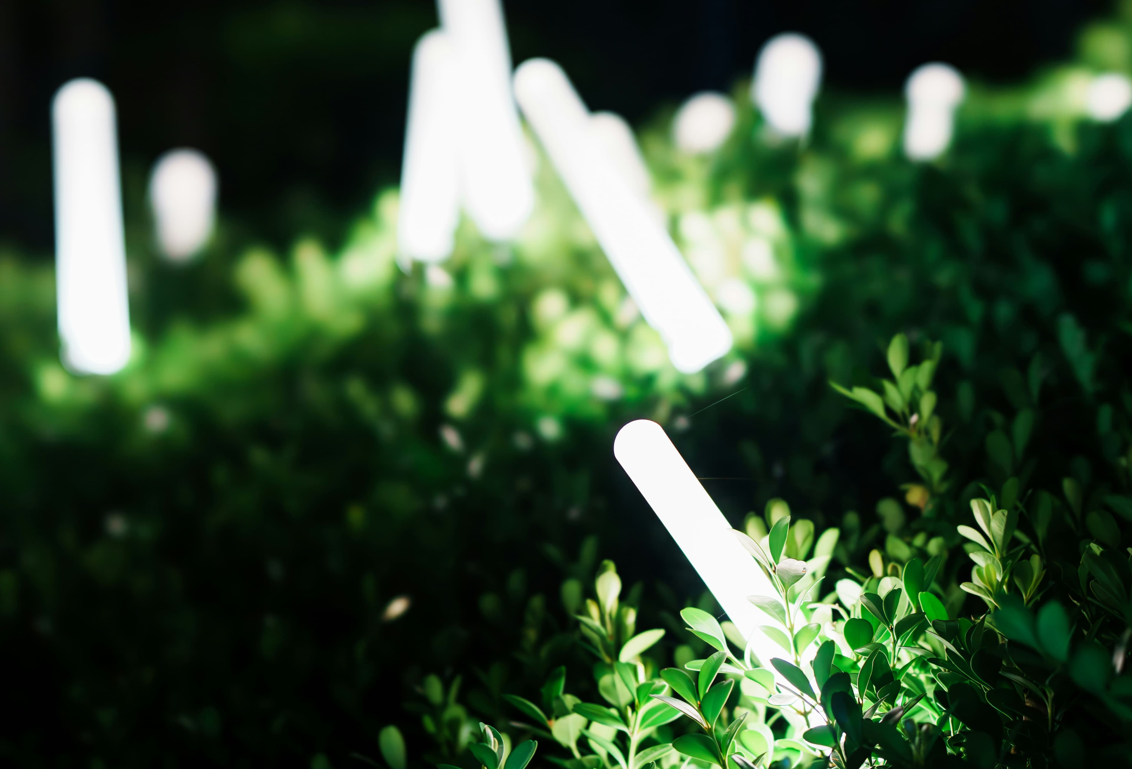 Warm light washing across garden hedges and a path after dark